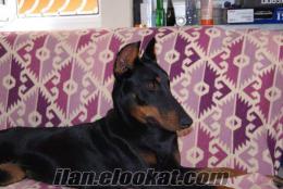 29Mayıs doğumlu Blue King Doberman yavruları