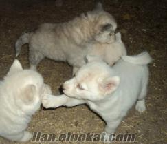 satılık sibirya alaska kurdu husky erkek dişi yavru