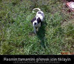 AV KÖPEKİ KOPAY KIRMASI SON CİFT