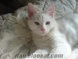 antalyada satılık bembeyaz yavru chinchilla erkek kedi