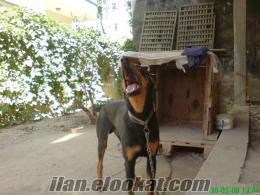 satılık king doberman