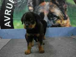 -A-KALITE ORJINAL ROTTWEILER YAVRULARI