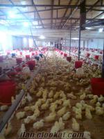 satılık tavuk çiftliği