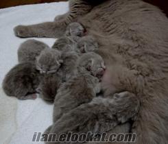 ANTALYA'DA British shorthair - scottish fold yavrular.