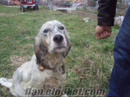 ENGLISH SETTER 6 AYLIK