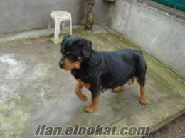 satılık, kuyrukları kesik, süper rottweiler yavruları