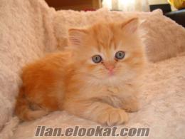 mavi gözlü iran kedisi satılık