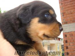 Satılık Rottweiler 1 aylık yavru Samsundan