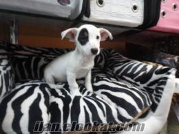 KORSAN JACK RUSSEL TERRİER