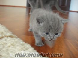 ankarada satılık british shorthair yavrular