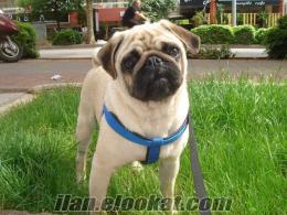 SATILIK PUG MOPS