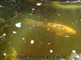 Satılık JAPON Koi Havuz Süs Balığı