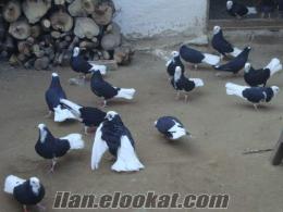 Toplu Güvercin Satışları