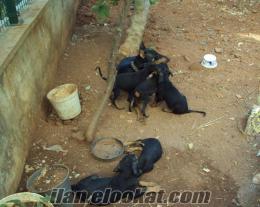 3 dişi doberman yavruları