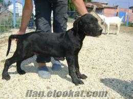 ***Doggypause*** Cane Corso