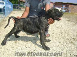 ***Doggypause*** Cane Corso