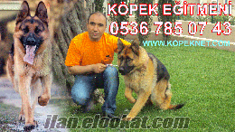 köpek eğitim okulu istanbul