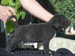 OTTOMAN GUARDİANA CANE CORSO KENNEL