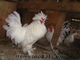 Bursada satılık- süs tavukları