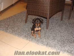 Rus Toy Terrier / Mini Pincer