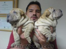 SHAR-PEİ YAVRULARI____BURSA