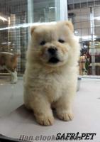 MÜKEMMEL KALİTEDE CHOW CHOW YAVRULARI SAFARİ PET-MARKET GÜVENCESİYLE