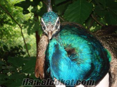barınaklarında Sakarya da 1 yaşında mavi Tavus Kuşları (Erkek)