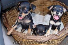 Tea Cup / Chihuvava / Rus Toy Terrier