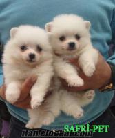 SAFARİ PET-MARKET POMERANİAN BOO DOG YAVRULARI