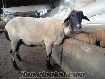 izmir satılık koyun satılık çeşme sakız koyun ve koçlar izmir de