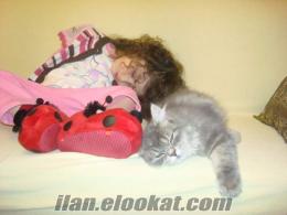 izmir'de satılık iran(chinchilla) kedisi