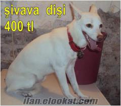 şivava cinsi dişi köpek satılıktır