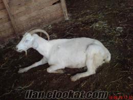50 adet satılık 3, 5 aylık gebe saanen keçiler