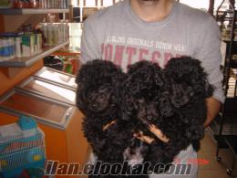 TÜY DÖKMEYEN TÜRKİYENİN TEK MİNYATÜR POODLE YAVRULARI EVCİLİMPET'TE