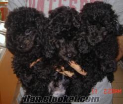 ==EVCİLİM PET SHOP== FİRMA GARANTİLİ MİNYATÜR POODLE