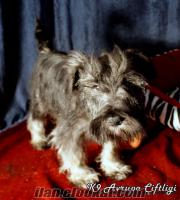 K9 AVRUPA ÇİFTLİĞİNDEN SCHNAUZER YAVRULARI