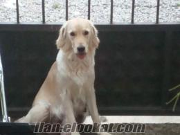 Fethiyede golden retriever