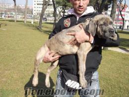 cane corso 12 haftalık ve 20 kg