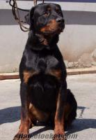 Tekirdağ Çorlu'da Satılık Rottweiler eğitimli