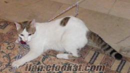 boncuk :kedicik van kedisi kırması ve malesef sağır