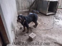 Safkan macar Rottweiler