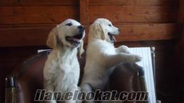 Secereli Golden Retriever Yavrular. ( Bobyland Güvencesiyle )