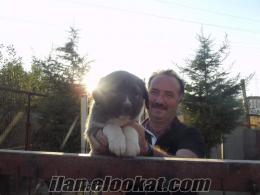 YAVRU 1 AYLIK SAF KANGAL KÖPEĞİ ERKEK ORJİNAL