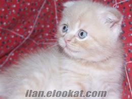 sarışın scottish fold oğlan