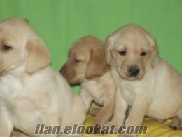 LABRADOR YAVRULAR IRK GARANTİLİ MÜKEMMEL KALİTE