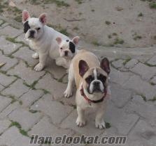 FRENCH BULLDOG YAVRUSU, KORSAN FRANSIZ BULDOG