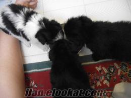 izmir ya da manisada 12 mayıs 2011 doğumlu dişi terrierler