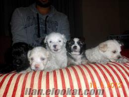 0 numara yavru Terrier Acilllll