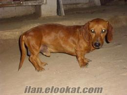 Dachshund(Sosis erkek 3 yaşında)