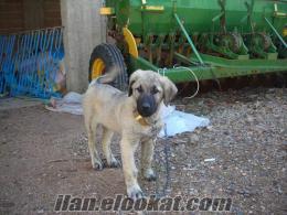 kayseride türünün son örneği kangal köpek